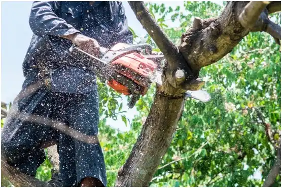 tree services Jagual